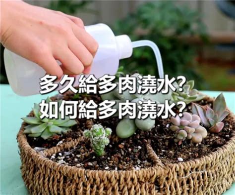 兜多肉澆水|讓你的兜多肉茁壯成長的完全指南 – 植物盆栽綠寶典